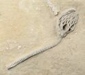 Cyathocrinites Crinoid - Crawfordsville, Indiana #16080-1